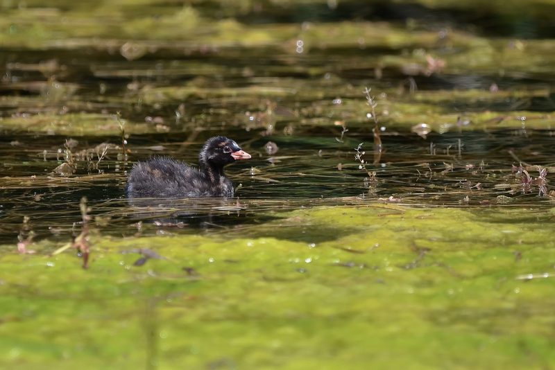Poussin de Grèbe castagneux